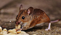 24 Hour & Emergency Exterminators in Buttonwood, PA